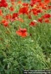 Photo: Papaver rhoeas 4.