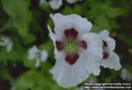 Photo: Papaver somniferum 1.