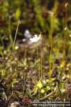 Photo: Parnassia palustris.