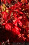 Photo: Parthenocissus quinquefolia 7.