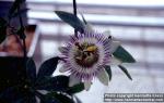 Photo: Passiflora caerulea 2.