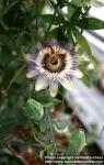 Photo: Passiflora caerulea 3.