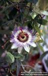 Photo: Passiflora caerulea 4.