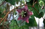 Photo: Passiflora caerulea.