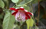 Photo: Passiflora quadrangularis 1.