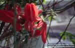 Photo: Passiflora racemosa 1.