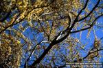 Photo: Parkinsonia florida 1.