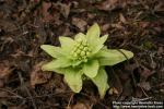 Photo: Petasites japonicus 2.