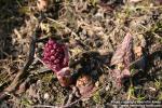 Photo: Petasites hybridus 16.