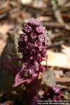 Photo: Petasites hybridus 19.