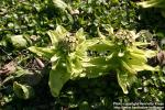 Photo: Petasites japonicus 7.