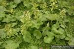 Photo: Petasites japonicus 8.