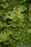 Photo: Petasites japonicus 9.