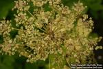 Photo: Peucedanum ostruthium 4.