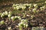 Photo: Petasites albus 13.