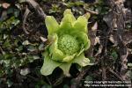 Photo: Petasites japonicus 12.