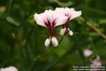 Photo: Pelargonium tetragonum 4.