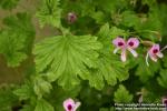 Photo: Pelargonium 9.