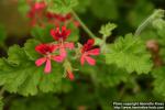 Photo: Pelargonium 12.