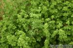 Photo: Pelargonium crispum.