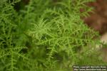 Photo: Pelargonium x filifolium.