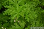 Photo: Pelargonium graveolens 3.