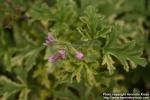 Photo: Pelargonium graveolens 5.