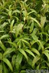 Photo: Polygonum odoratum 0.