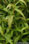 Photo: Polygonum odoratum 1.