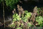 Photo: Petasites hybridus 34.