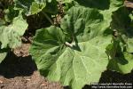 Photo: Petasites hybridus 36.