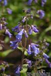 Photo: Penstemon ovatus 0.