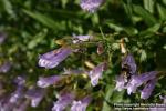 Photo: Penstemon lyallii 1.