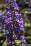 Photo: Penstemon ovatus 3.