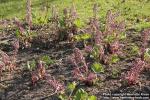 Photo: Petasites hybridus 37.