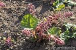 Photo: Petasites hybridus 38.