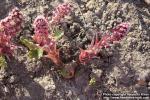 Photo: Petasites hybridus 42.