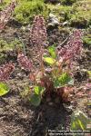 Photo: Petasites hybridus 43.