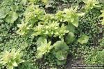 Photo: Petasites japonicus 18.