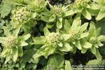 Photo: Petasites japonicus 20.