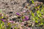 Photo: Penstemon fruticosus 2.