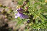 Photo: Penstemon lyallii 4.