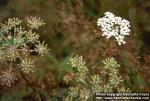 Photo: Peucedanum palustre 4.