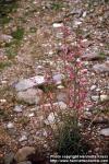 Photo: Penstemon 3.