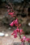 Photo: Penstemon pseudospectabilis 4.