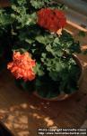 Photo: Pelargonium 4.