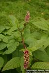 Photo: Phytolacca americana 2.