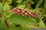 Photo: Phytolacca americana 3.