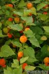 Photo: Physalis alkekengi 1.