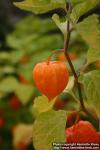 Photo: Physalis alkekengi 2.